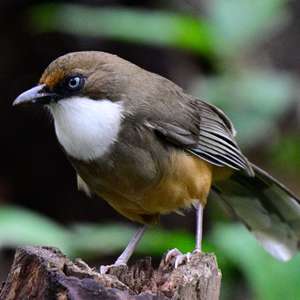 White-throated Laughingthrush