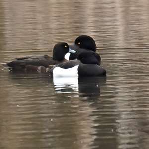 Tufted Duck