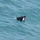 Black Guillemot
