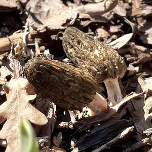 Black Morel