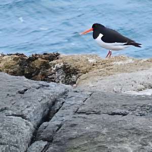 Eurasian Oystercatcher