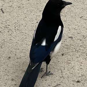 Black-billed Magpie