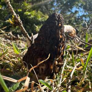 Black Morel