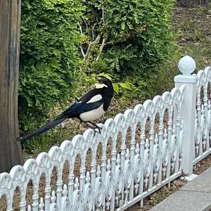 Black-billed Magpie