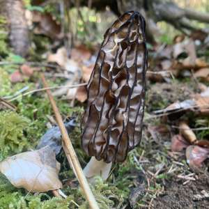Black Morel