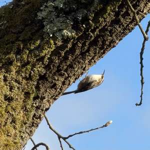 Short-toed Treecreeper