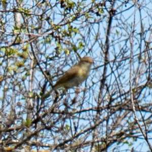 Willow Warbler