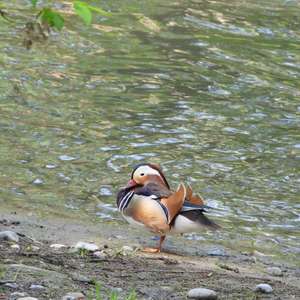 Mandarin Duck