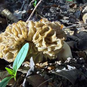 Yellow Morel