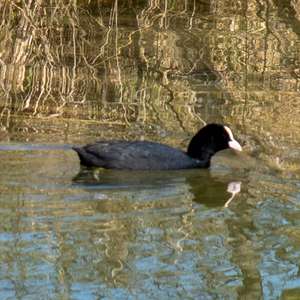 Common Coot