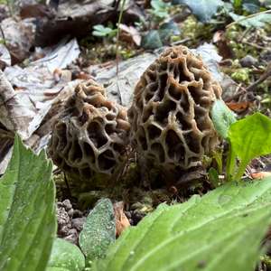 Yellow Morel