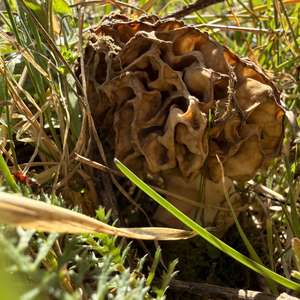 Yellow Morel
