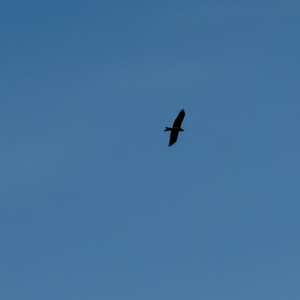 Black Kite