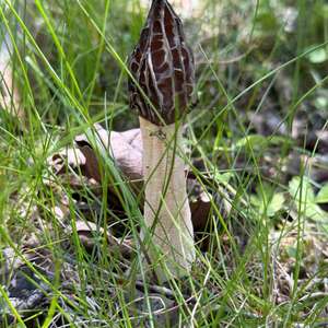 Half-free Morel