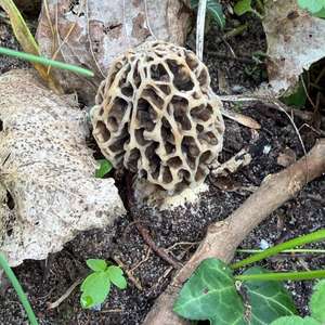 Yellow Morel