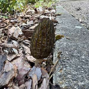 Black Morel