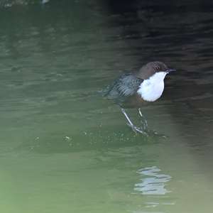 White-throated Dipper