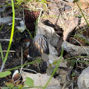 Half-free Morel