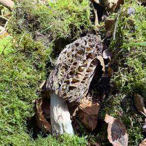 Black Morel