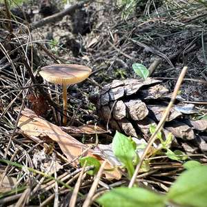 Strobilurus stephanocystis