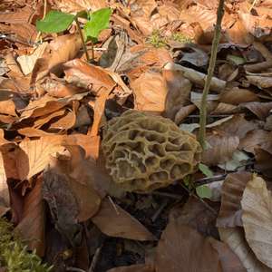 Yellow Morel