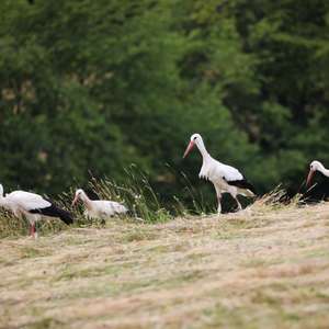 White Stork