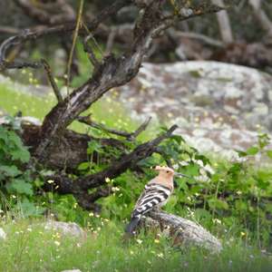 Eurasian Hoopoe