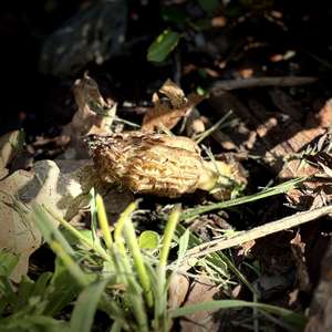 Black Morel