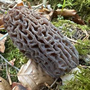 Black Morel
