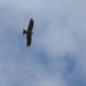 Black Kite
