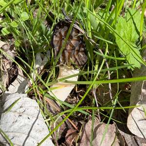 Half-free Morel