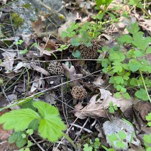Yellow Morel