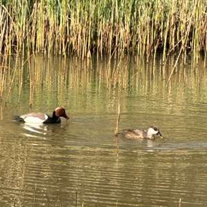 Red-crested Pochard