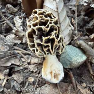 Yellow Morel