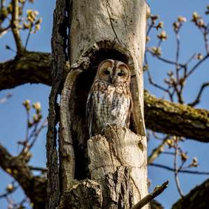 Tawny Owl