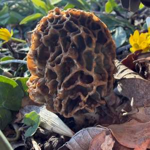 Yellow Morel