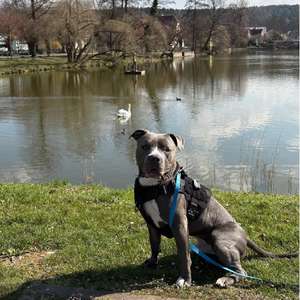 American Pit Bull Terrier
