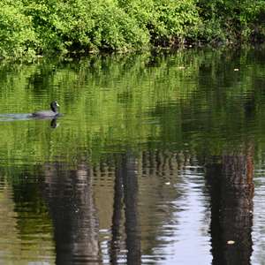 Common Coot