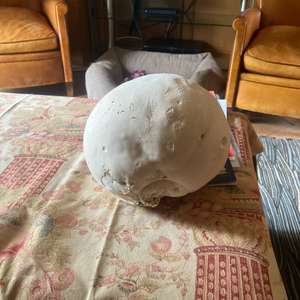 Unknown Species