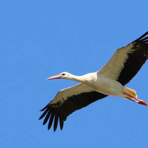 White Stork