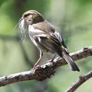 European Pied Flycatcher