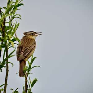 Sedge Warbler