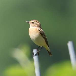 Whinchat