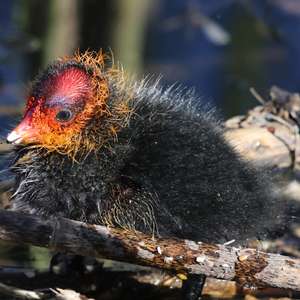 Bläßhuhn