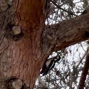 Great Spotted Woodpecker