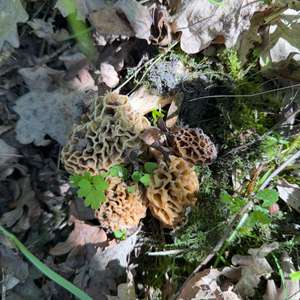 Yellow Morel