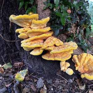 Chicken Mushroom