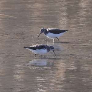 Waldwasserläufer