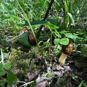 Half-free Morel