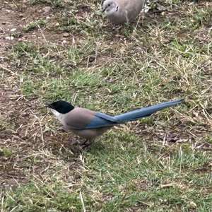 Azure-winged Magpie